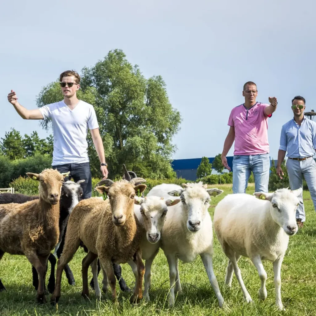 Team die samenwerkt om schapen te drijven als spiegel voor communicatie en leiderschap.
