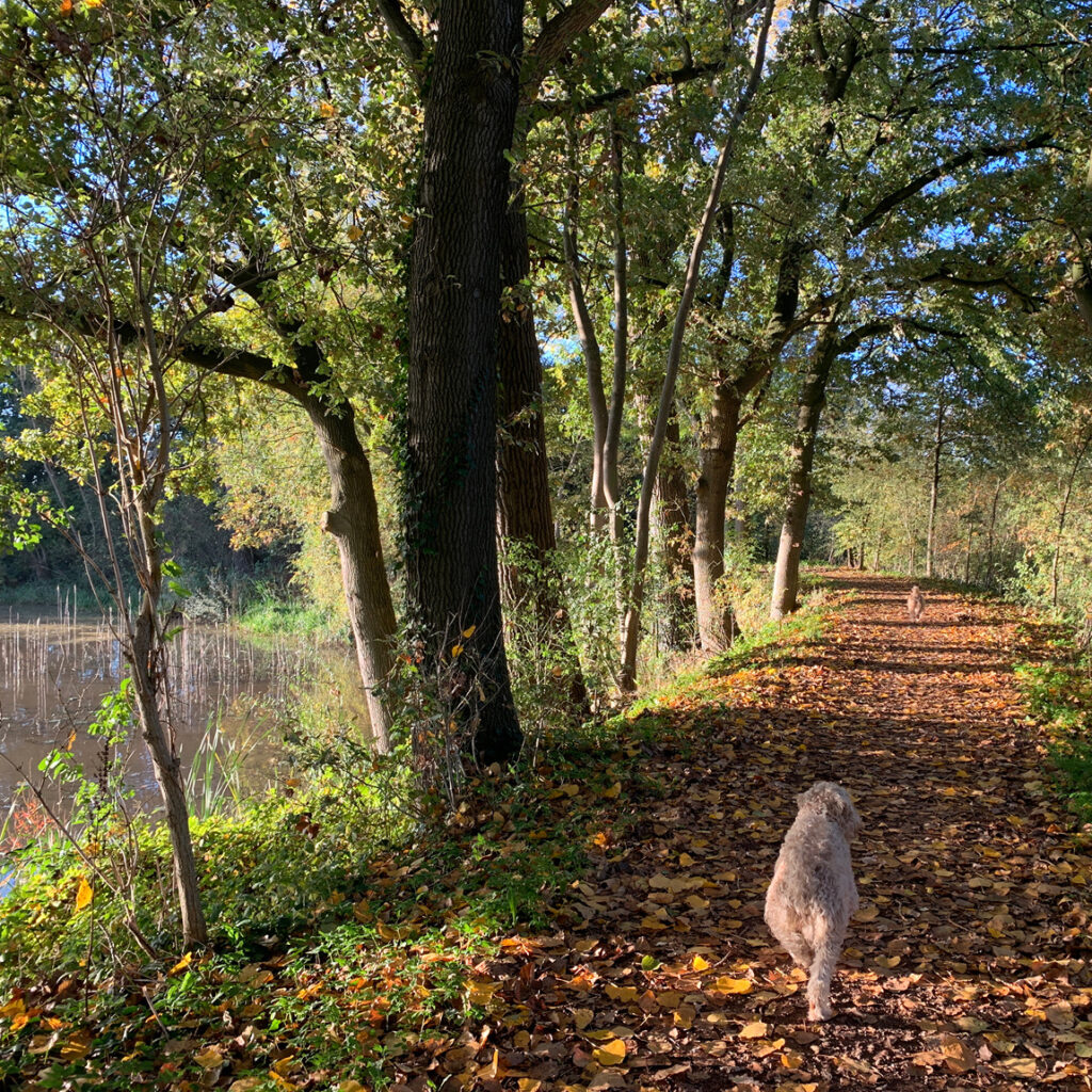 Groene wandelroute over de historische ringdijk direct naast De Vergaderij.