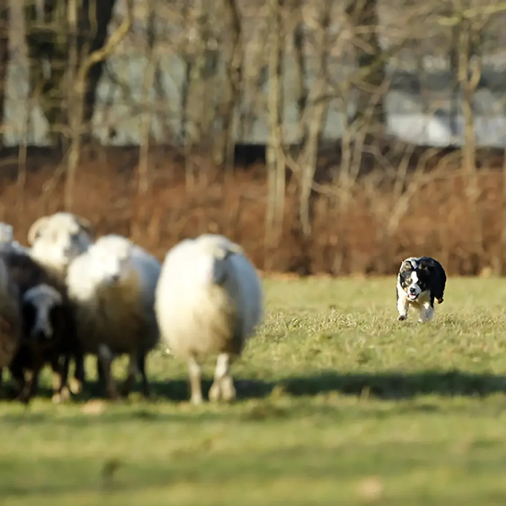 Ludieke workshop schapen drijven in het groen bij De Vergaderij voor groepen.